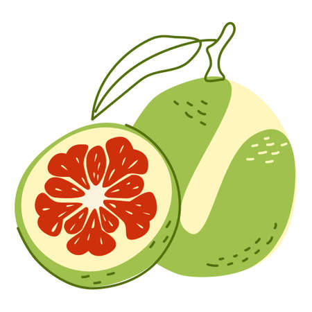 Citrus pomelo plant with a leaf and a slice. Healthy fruits. Vector illustration in hand-drawn style isolated on a white backgroundのイラスト素材