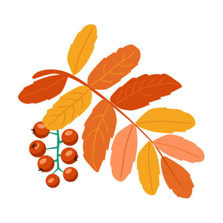 Sprig of rowan leaves and berries Autumn plant Hand drawn illustration Isolated on white backgroundのイラスト素材