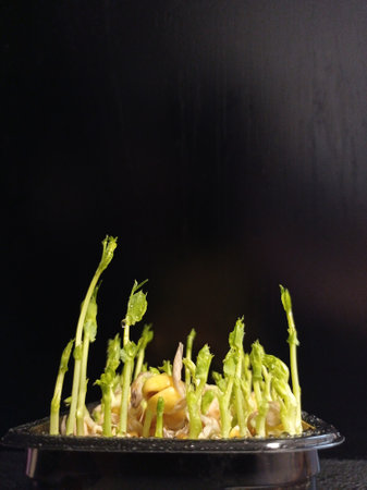 Green pea sprouts in home pots on a black backgroundの写真素材