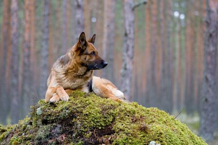 Germany Sheep-dog laying on the stoneの写真素材