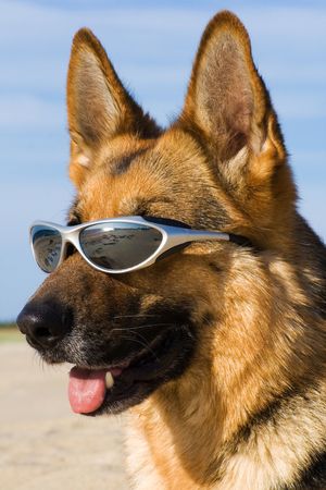 Head of the German shepherd with solar glassesの写真素材