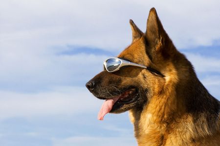 Portrait of the German shepherd with solar glassesの写真素材