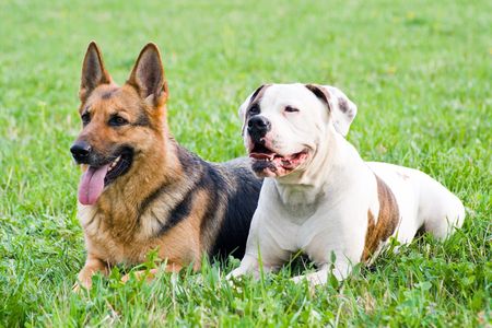 Germany shepherd and American bulldog laying on the grassの写真素材
