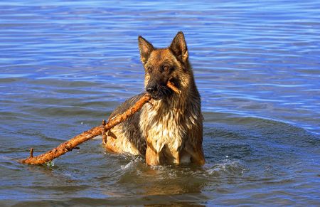 wet Germany sheep-dog with stick in a mouthの写真素材