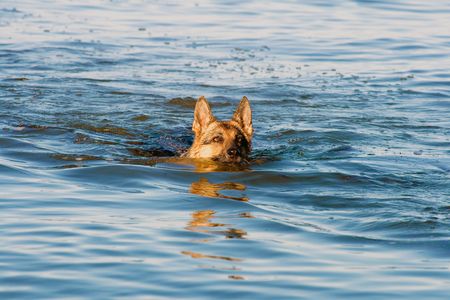 swiming Germany sheep-dog  in blue seaの写真素材