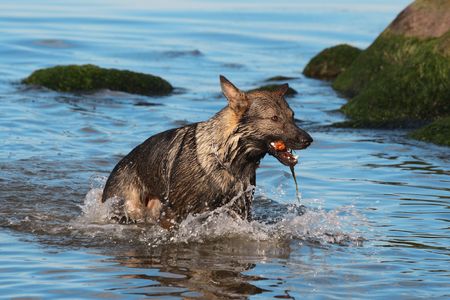 wet Germany sheep-dog with stick in a mouthの写真素材