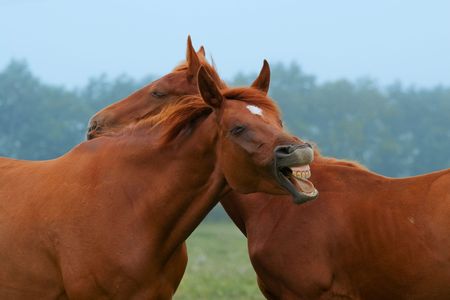 two red horses on the farmの写真素材
