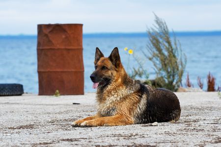beautiful Germany sheep-dog laying on a sea berthの写真素材