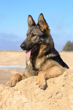 Two Germany Sheepdogs Sitting On The Sandの写真素材
