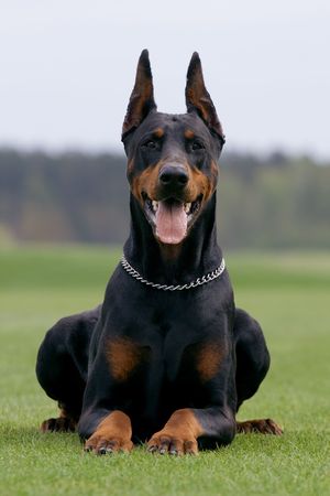 portrait of dobermann with standing earsの写真素材