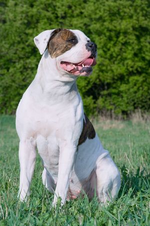 Portrait of American bulldog on the green grassの写真素材