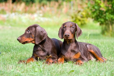 two young brown doberman puppys laying on the green grassの写真素材