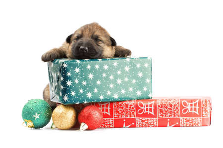 newborn sheep-dogs puppy and cristmas giftsの写真素材