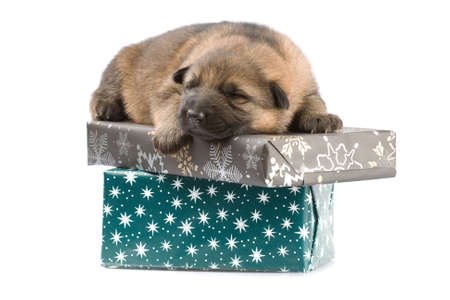 sheep-dogs puppy isolated on white backgroundの写真素材