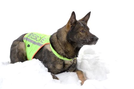 german sheepdog from rescue teamの写真素材