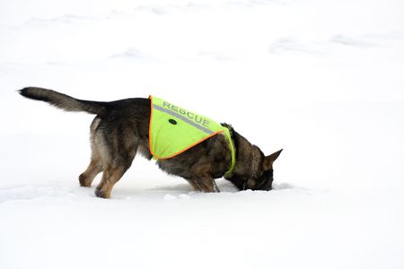 rescue sheepdog searching on white snow backgroundの写真素材