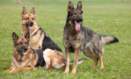 three German shepherds on the green grass in summer parkの写真素材