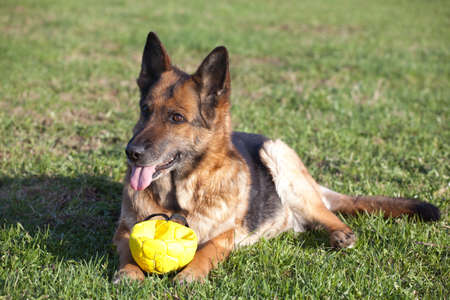 German shepherd playing with yellow ball in the parkの写真素材