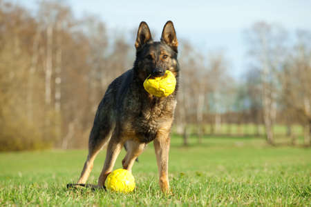 German shepherd playing with yellow balls in the parkの写真素材