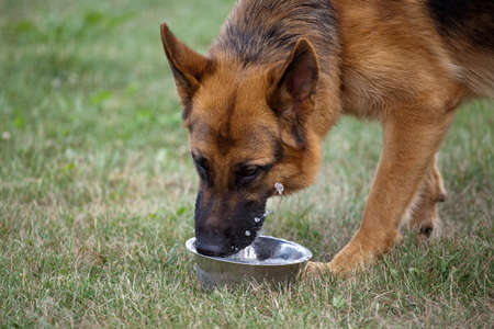 German shepherd drinking water from metall plateの写真素材