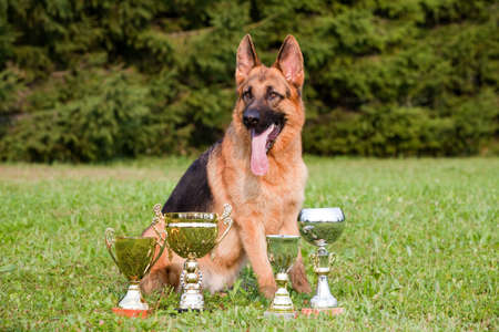 german sheepdog with cups sitting on the grassの写真素材