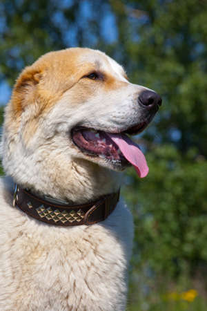 Central Asian Shepherd Dog portrait on the outside backgroundの写真素材