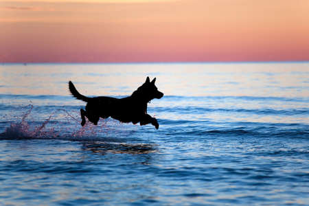 Silhouette of a dog running on water against horizonの写真素材
