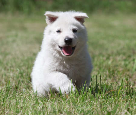White Swiss Shepherd`s puppy running on the grassの写真素材