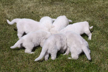 Seven White Swiss Shepherd`s puppy eating meal on the grass