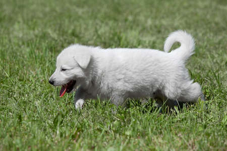 White Swiss Shepherd`s puppy running on the grass