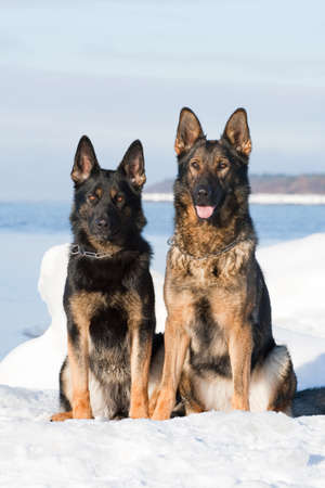 two german sheepdogs sitting on the snowの写真素材