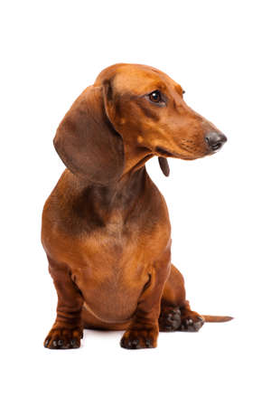 short haired Dachshund Dog isolated over white backgroundの写真素材
