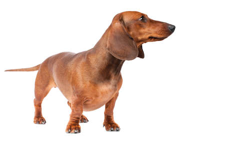 short haired Dachshund Dog isolated over white backgroundの写真素材