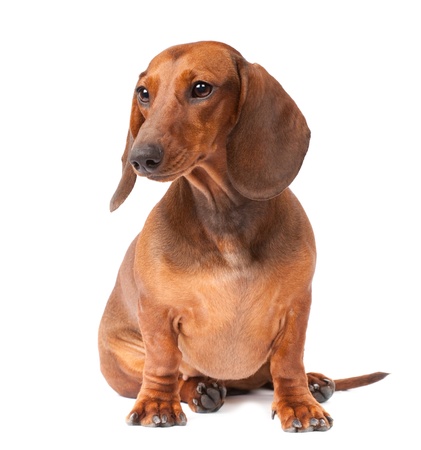 short haired Dachshund Dog isolated over white backgroundの写真素材