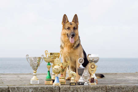 German Shepherd dog with awardsの写真素材
