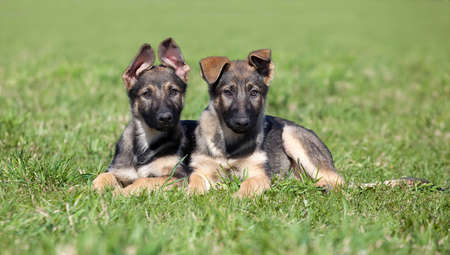 Two young puppys laying on a green grassの写真素材