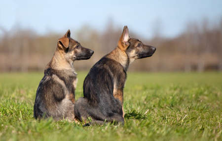 young puppys of a German Shepherd sitting on green grassの写真素材