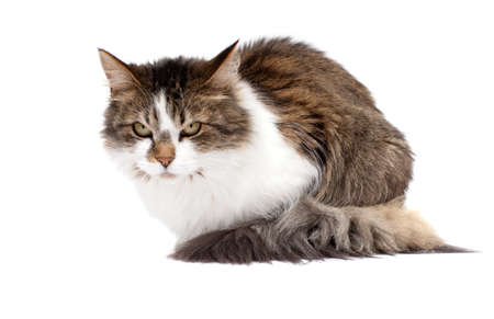 Angry cat isolated over white backgroundの写真素材