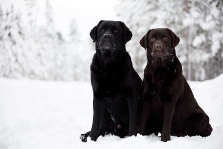 Black and Brown Labrador Retrievers on the white snowの写真素材