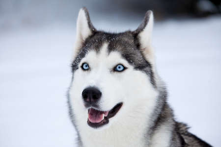 Young Husky on white snow backgroundの写真素材