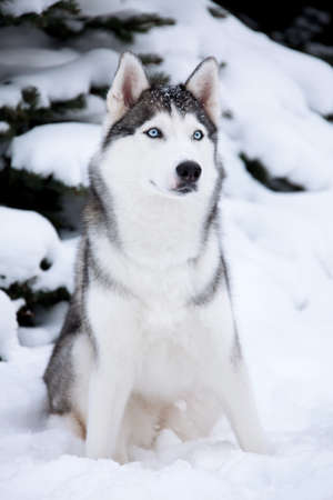 Young Husky on white snow backgroundの写真素材