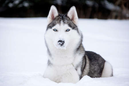 Young Husky on white snow backgroundの写真素材
