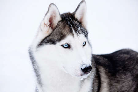 Young Husky on white snow backgroundの写真素材