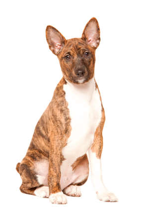 basenji puppy isolated on white backgroundの写真素材