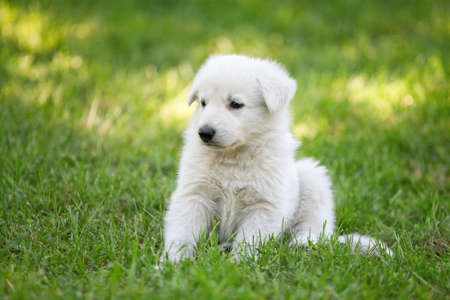 White Swiss Shepherd s puppy sitting on grassの写真素材