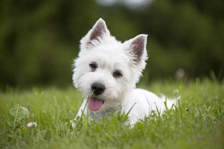 West Highland White Terrier puppy over nature backgroundの写真素材