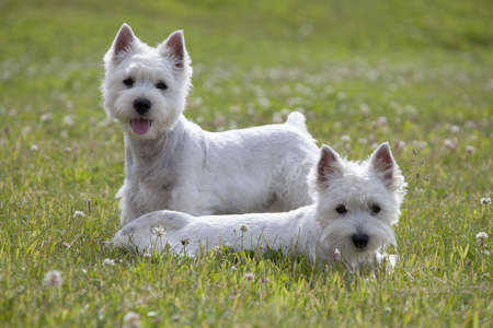 West Highland White Terrier puppys over nature backgroundの写真素材
