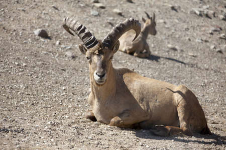 West Caucasian Turの写真素材