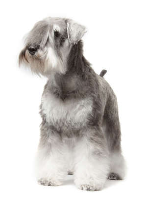 miniature schnauzer pepper   salt isolated over white backgroundの写真素材