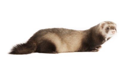 ferretの写真素材